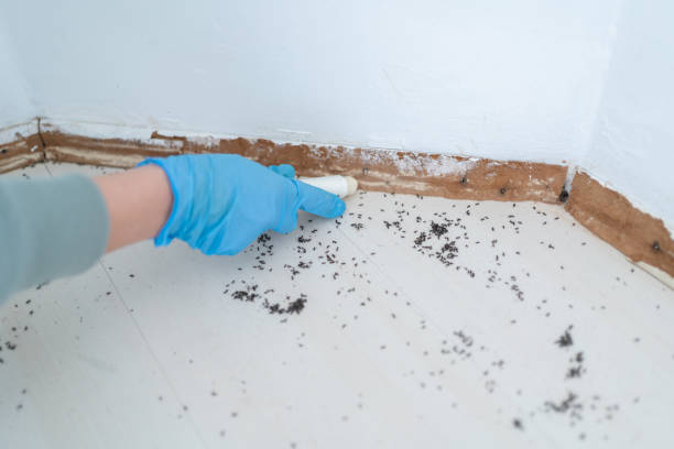 Best Bed Bug Extermination  in Eureka, MT